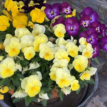 Gignod B&B Les Fleurs מראה חיצוני תמונה