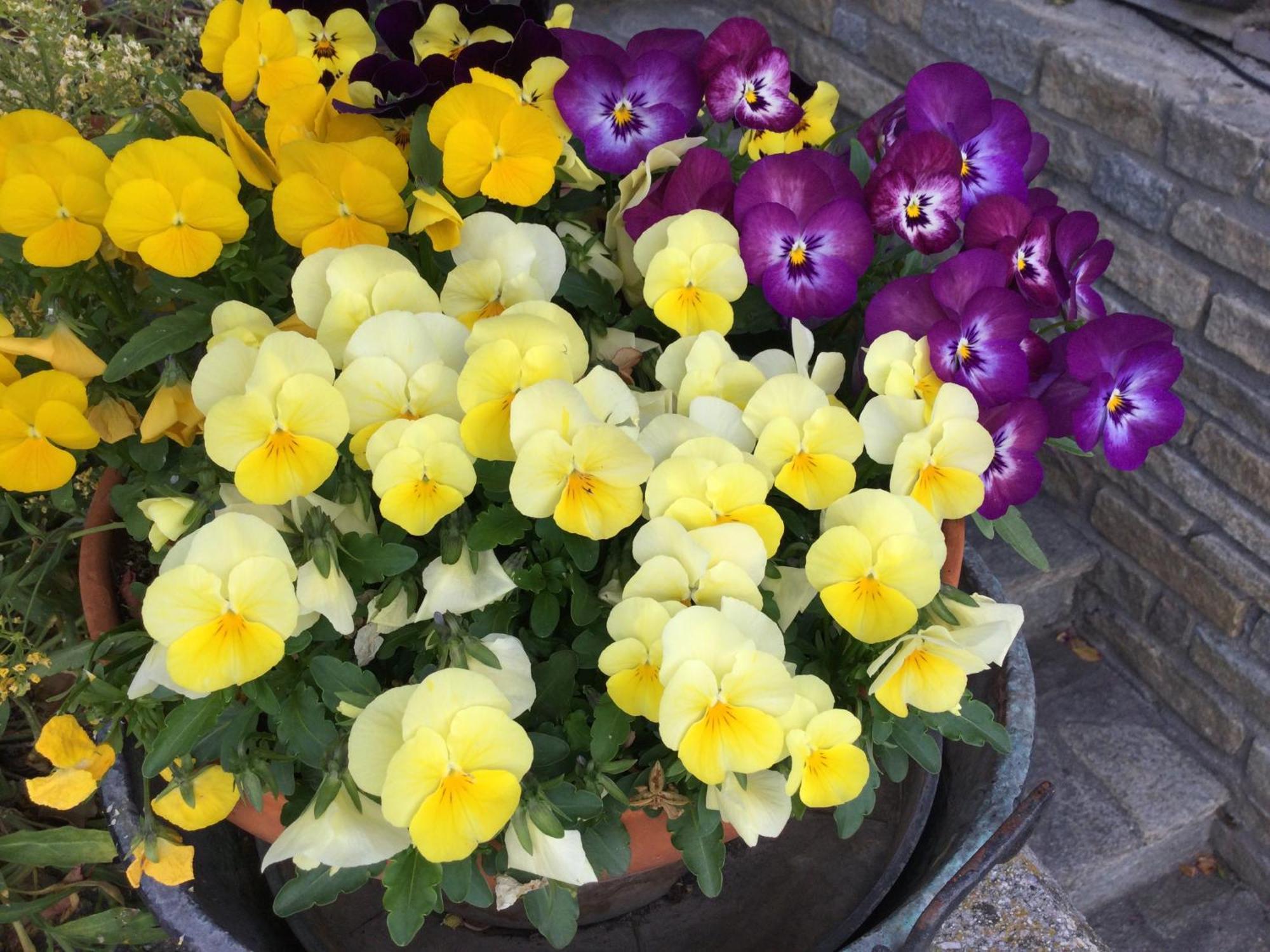 Gignod B&B Les Fleurs מראה חיצוני תמונה