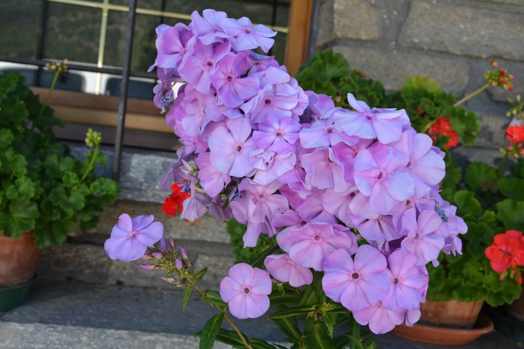 Gignod B&B Les Fleurs מראה חיצוני תמונה